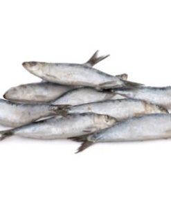 Frozen Sardine
