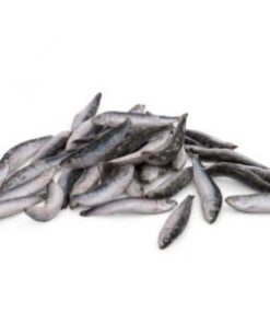 Frozen Small Sardine