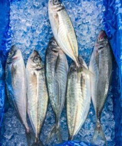 Small Horse Mackerel