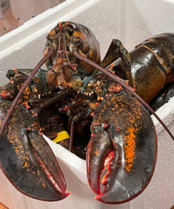 Whole Lobster