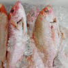 Whole Frozen Red Snapper